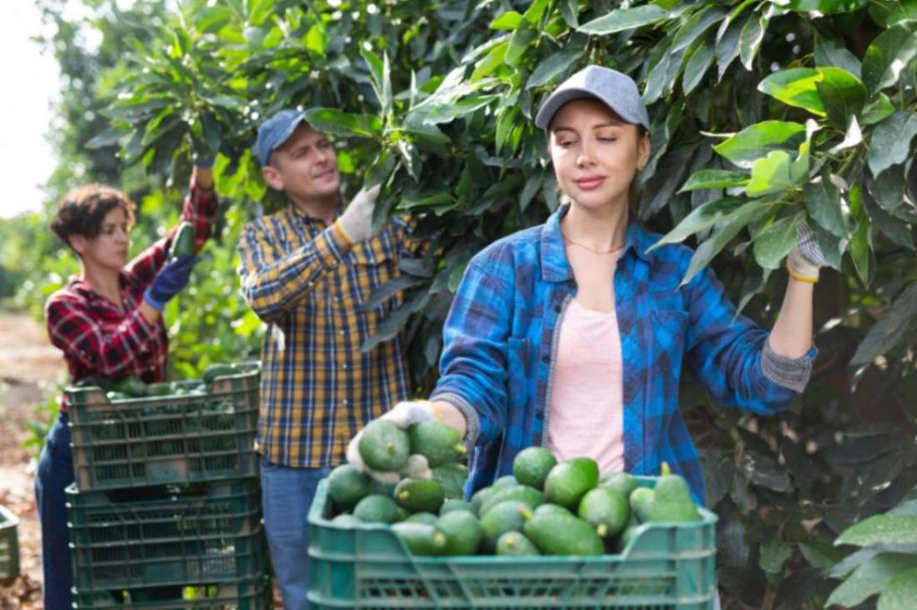 Understanding Employment in NewZealand.